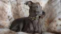 Левретка - мала италијанска борзаја